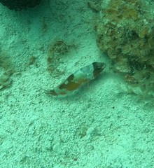 Serranus tabacarius