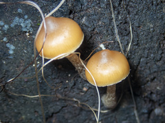 Galerina patagonica