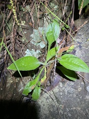 Plantago debilis