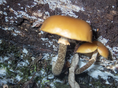 Galerina patagonica