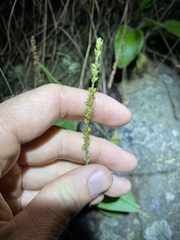 Plantago debilis