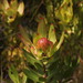 Leucadendron gandogeri - Photo (c) Tony Rebelo, algunos derechos reservados (CC BY-SA)