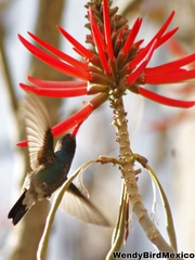 Cynanthus latirostris