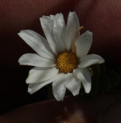 Osmitopsis parvifolia