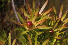 Leucadendron gandogeri × xanthoconus