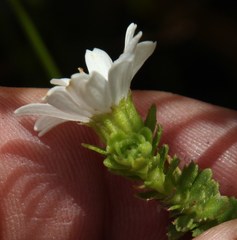 Osmitopsis parvifolia