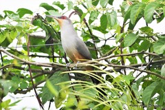 Coccyzus longirostris