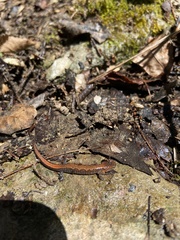 Plethodon dorsalis