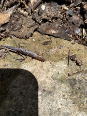Plethodon dorsalis