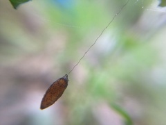 Meteorus pulchricornis