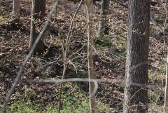 Dirca palustris