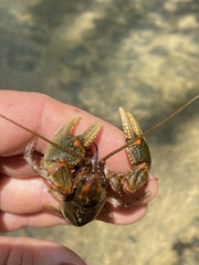 Cambarus obstipus