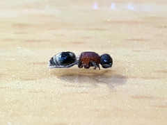 Bischoffitilla