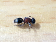Bischoffitilla
