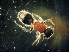 Bischoffitilla