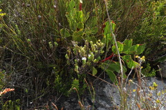 Osmitopsis parvifolia