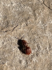 Sphaeropthalma unicolor