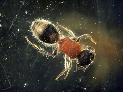 Bischoffitilla