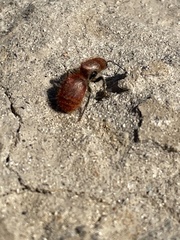 Sphaeropthalma unicolor