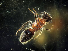 Bischoffitilla