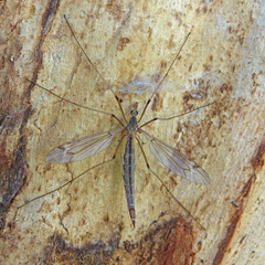 Tipula praecisa