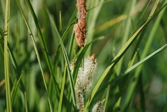 Carex barbarae