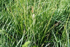 Carex barbarae