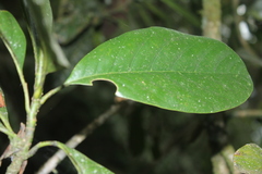 Magnolia virolinensis
