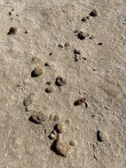 Sphaeropthalma unicolor