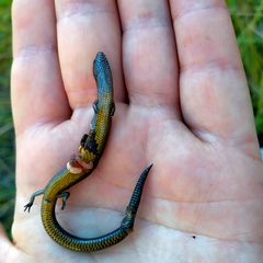 Hemiergis talbingoensis