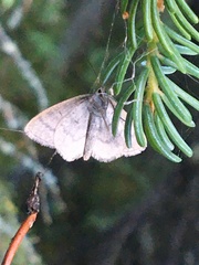 Scopula frigidaria