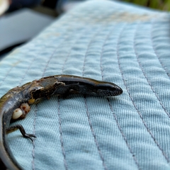 Hemiergis talbingoensis