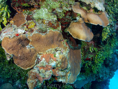 Spirastrella hartmani