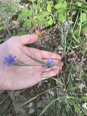 Sisyrinchium pruinosum