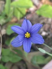 Sisyrinchium pruinosum