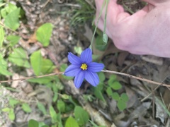 Sisyrinchium pruinosum