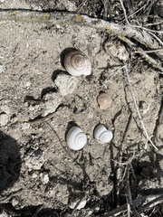 Helminthoglypta ayresiana