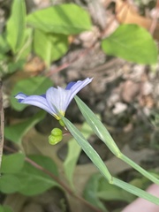 Sisyrinchium pruinosum