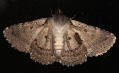 Diatenes aglossoides