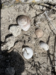 Helminthoglypta ayresiana