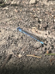 Argia funebris