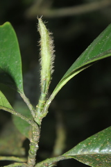 Magnolia virolinensis