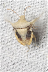 Kalkadoona pallida