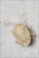 Kalkadoona pallida