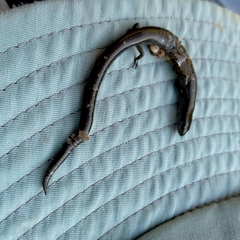 Hemiergis talbingoensis