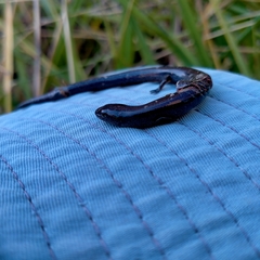 Hemiergis talbingoensis