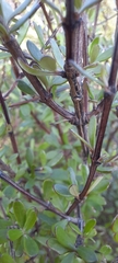 Olearia virgata