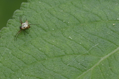 Micrathena nigrichelis
