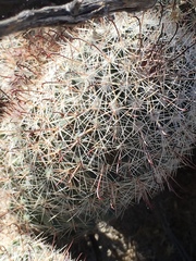 Mammillaria dioica