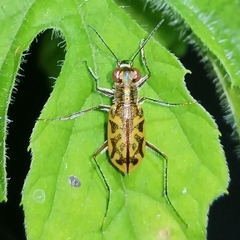 Cylindera suturalis
